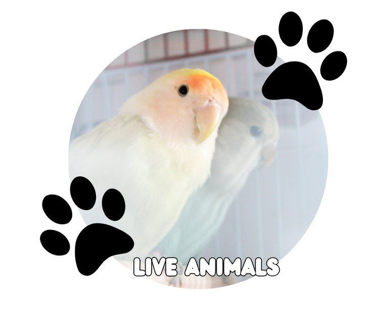 Live Animals