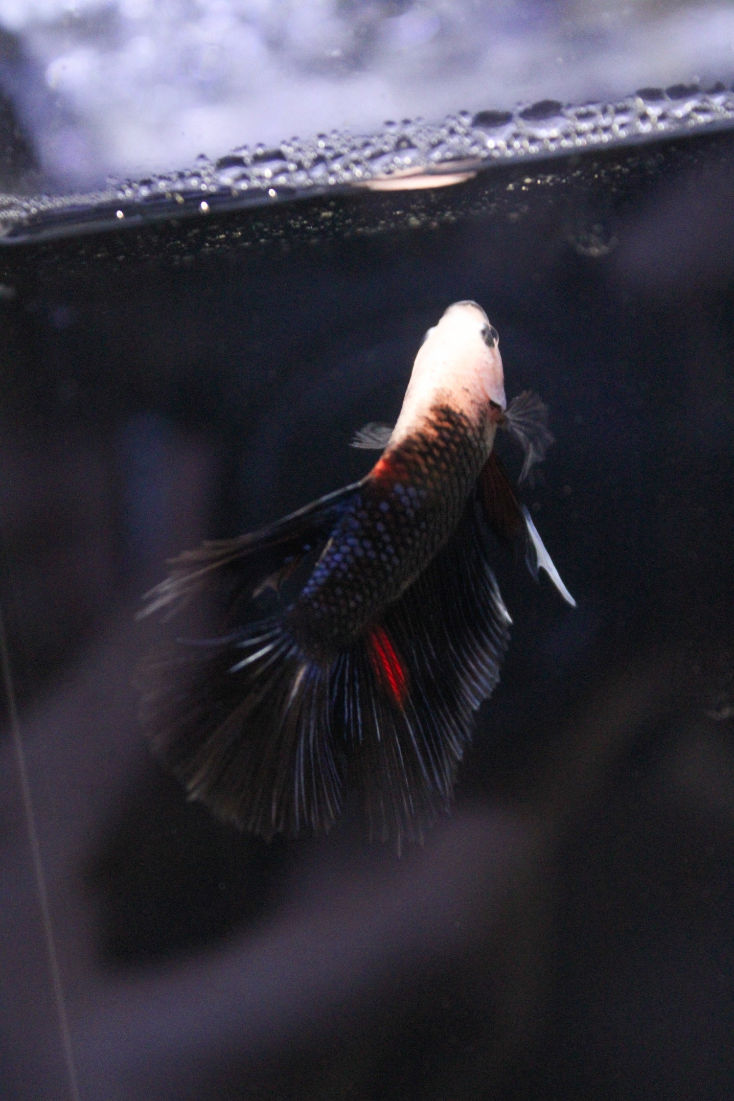 Bettas