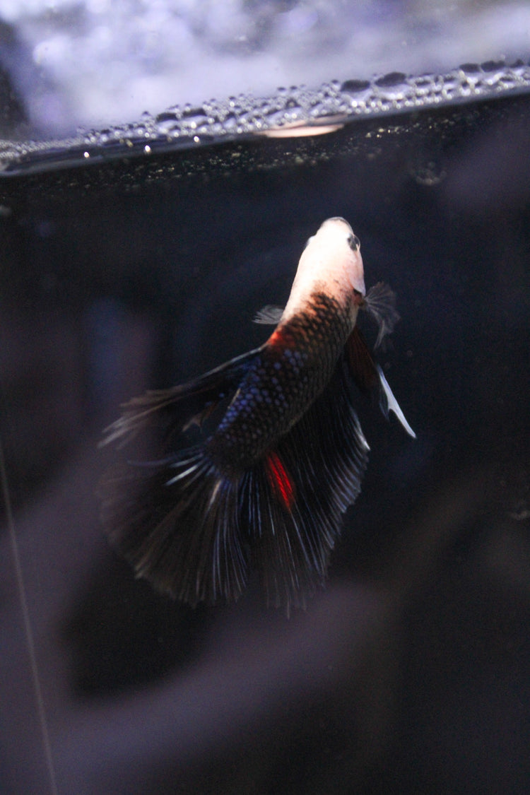 Bettas