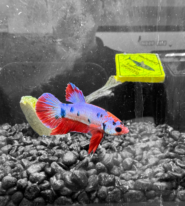 Live Fish