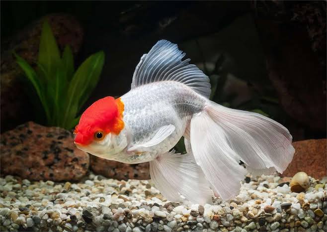 Cold Water Fish