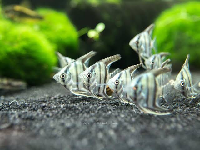 Tropical Fish
