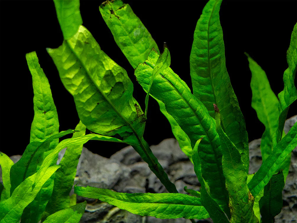 Live Plants