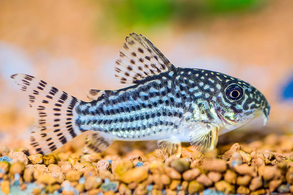 Corydoras