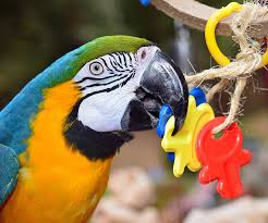 Bird Toys