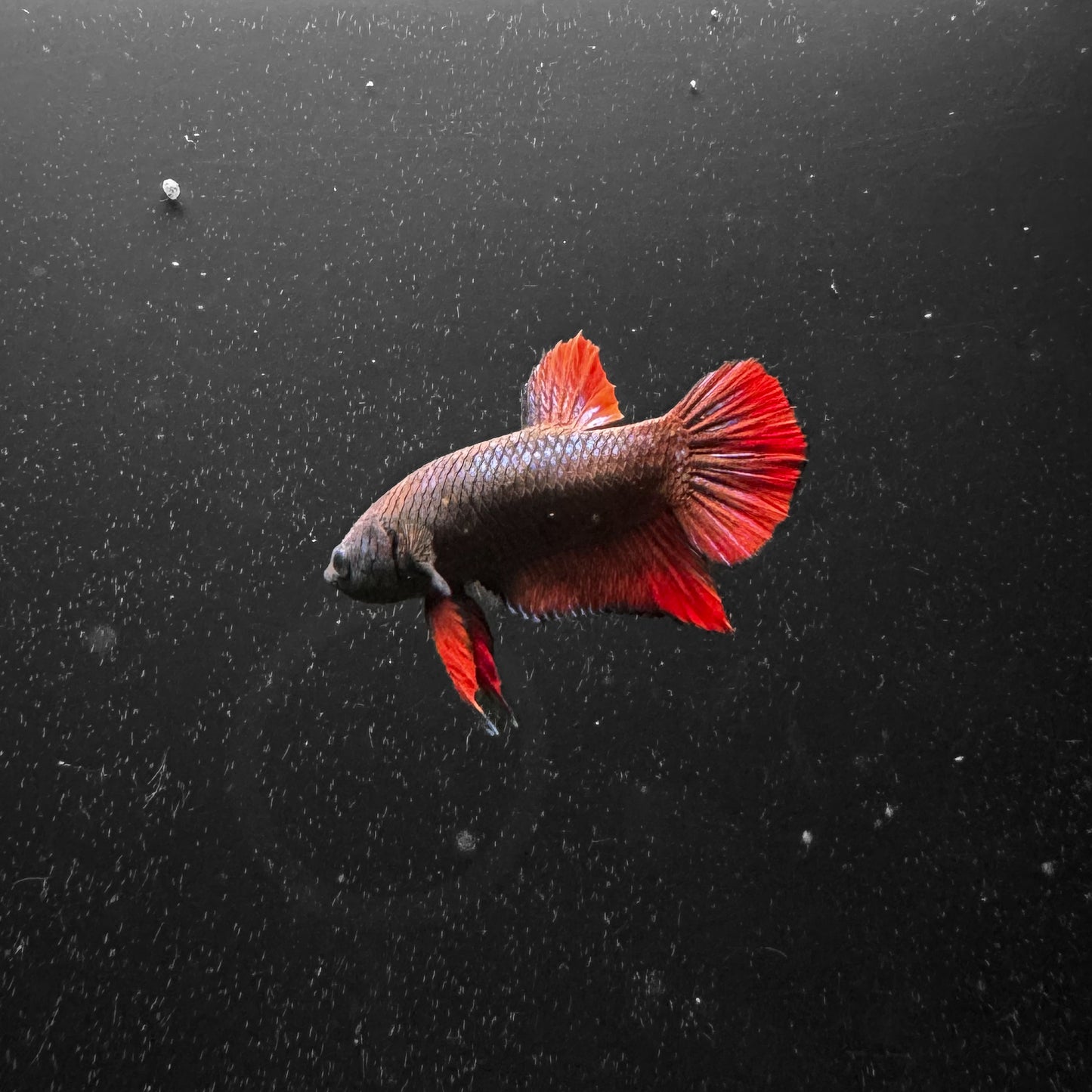 Plakat Male Betta