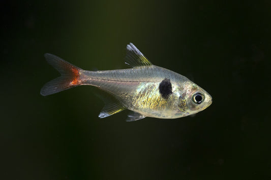 Yellow Phantom Red Tailed