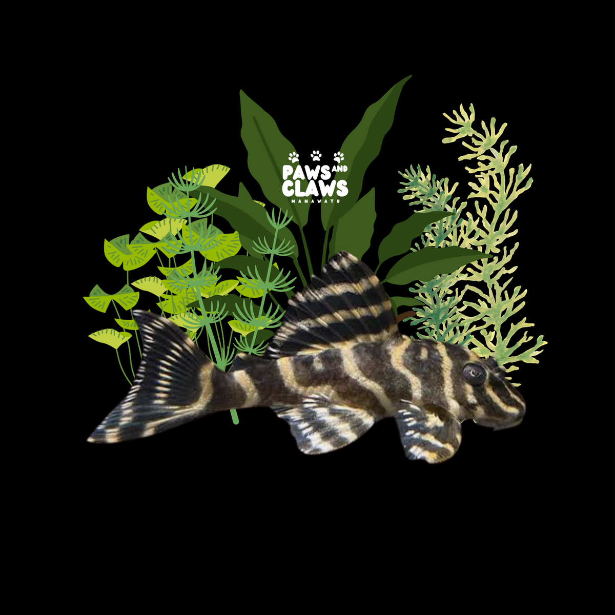 Locally Bred Colombian Zebra Pleco (L129)