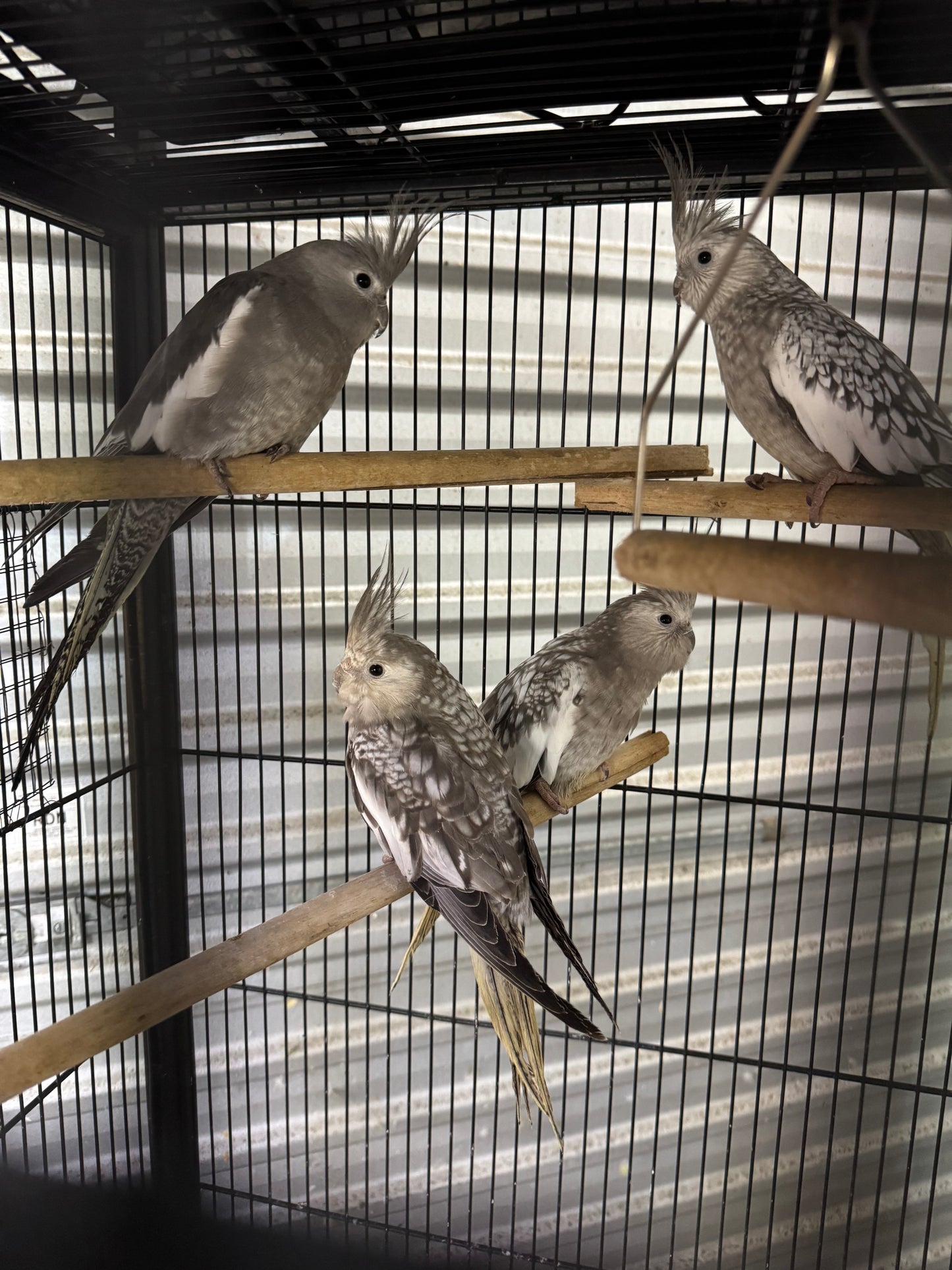Cockatiels