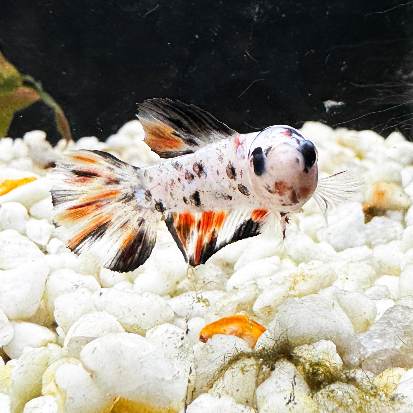 Plakat Male Betta