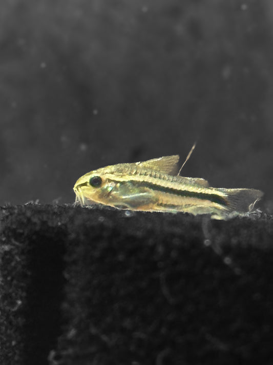 Gastrodermus (‘Corydoras’) Pygmy