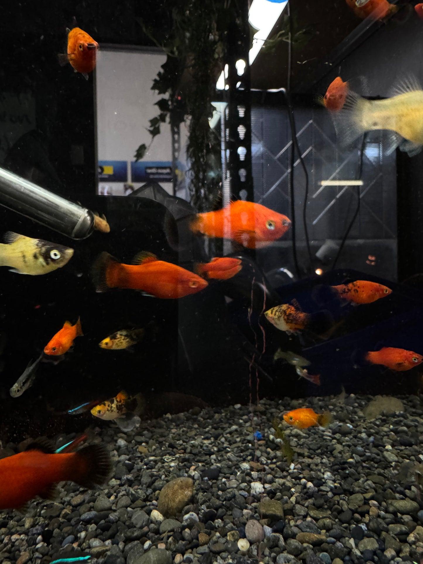 NZ Bred Assorted Platys