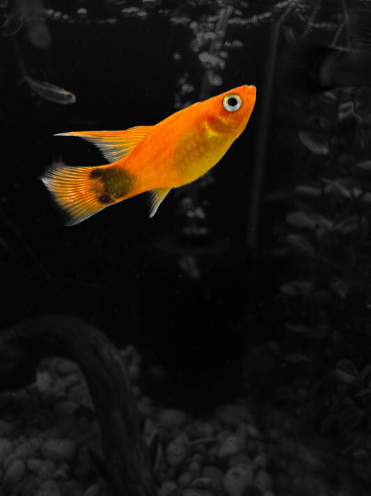 Assorted High-fin Platy