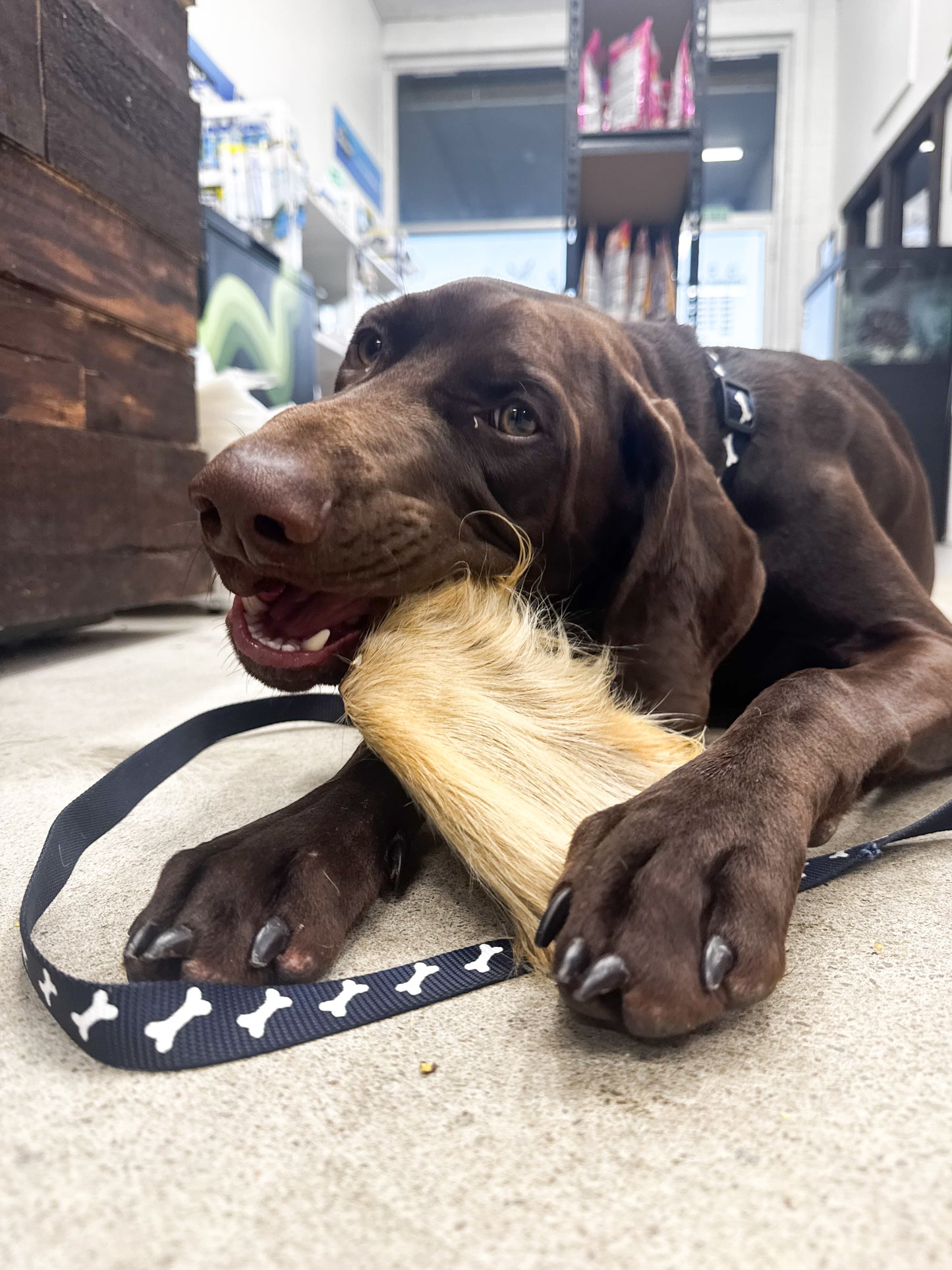 Beef Ears With Fur