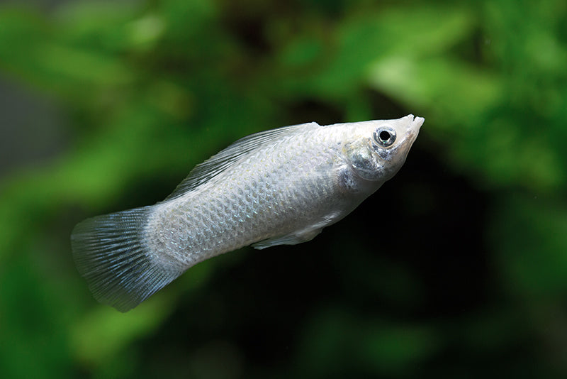 Silver Molly