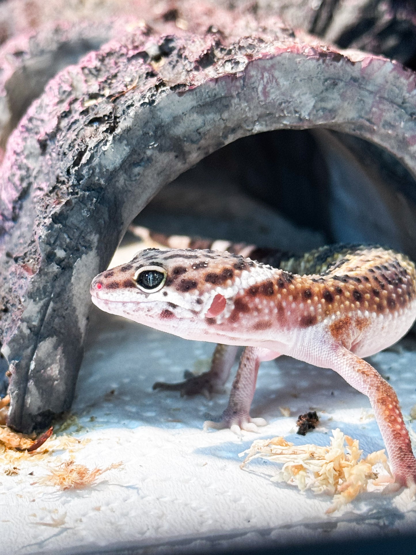 Leopard Gecko