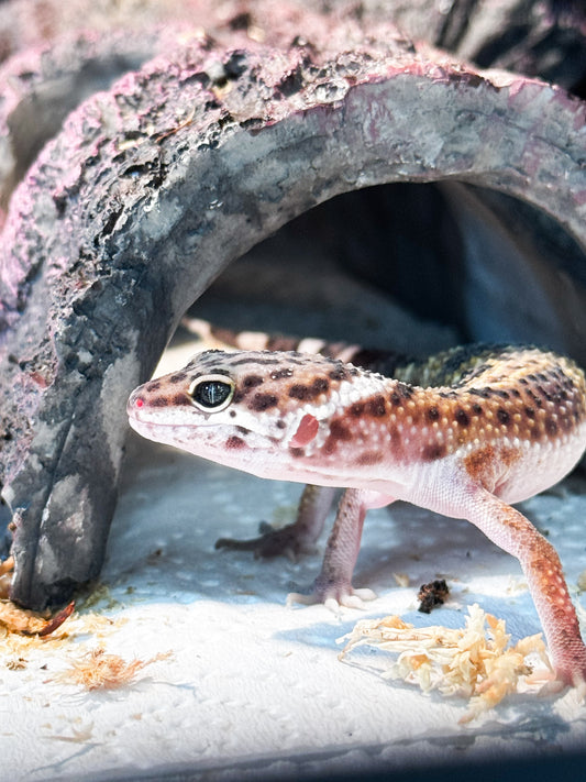 Leopard Gecko