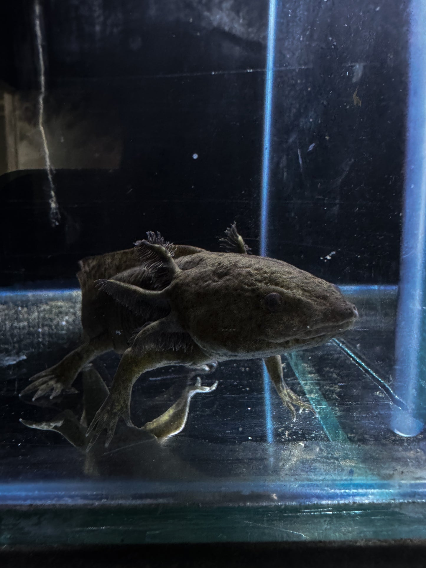 Young adult Axolotls