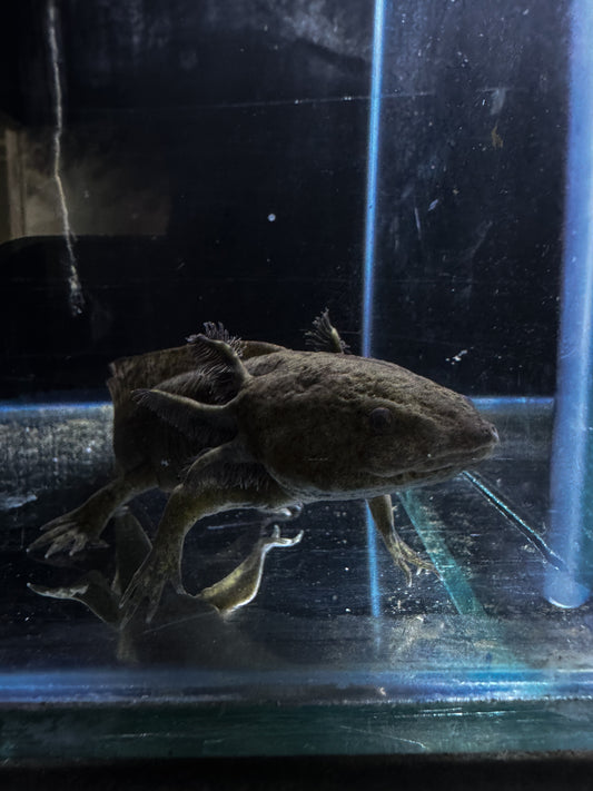 Young adult Axolotls