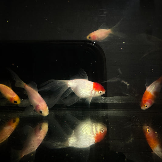 Assorted Fancy Goldfish