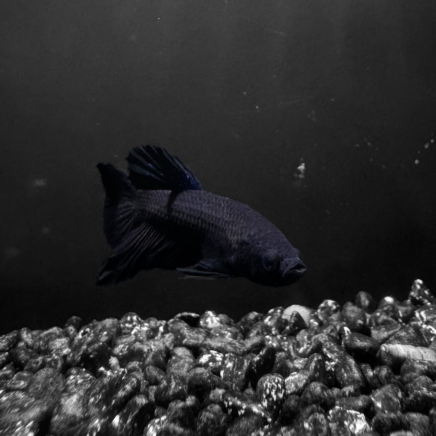 Plakat Male Betta