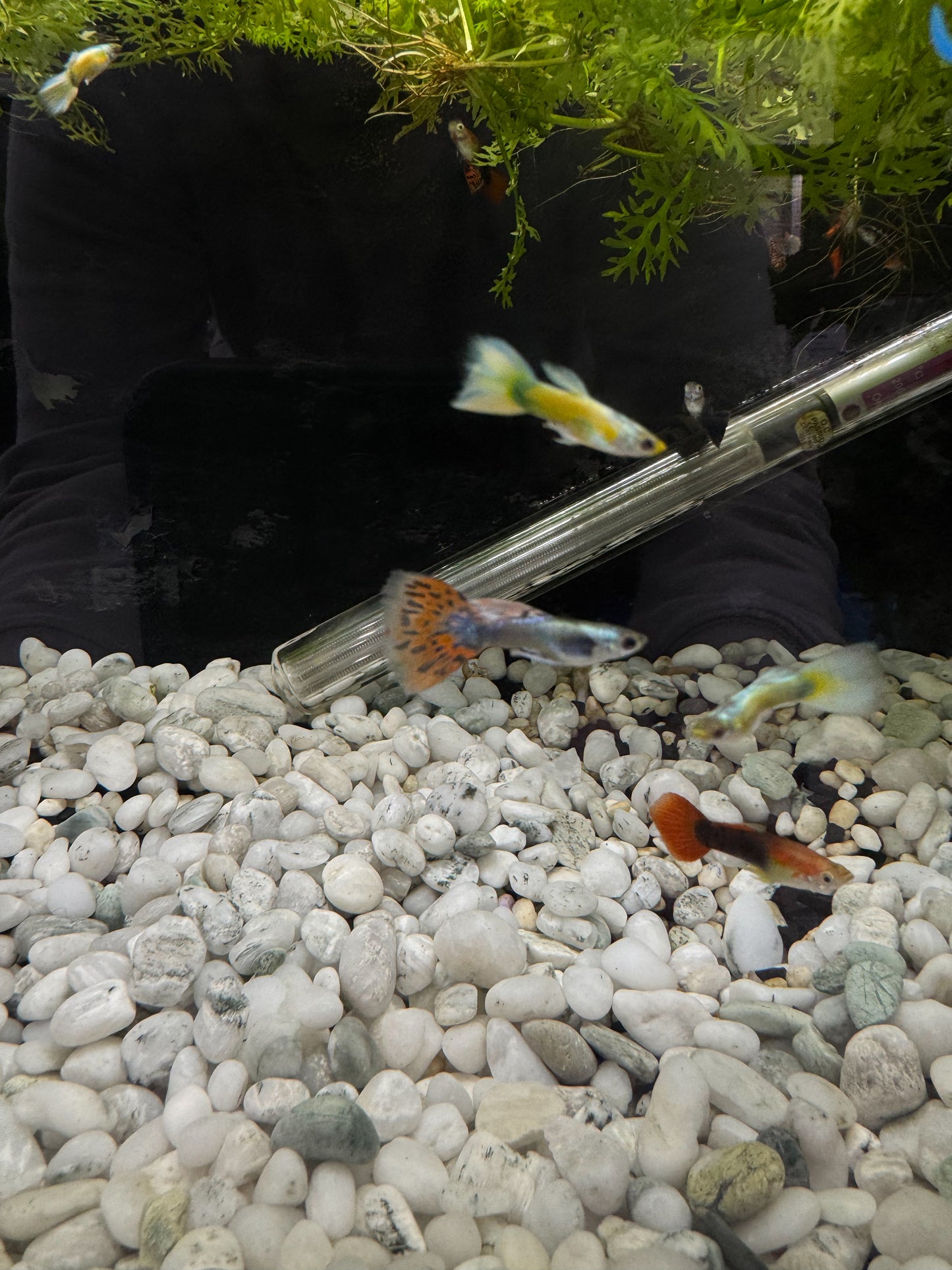 Male Fancy Guppy’s