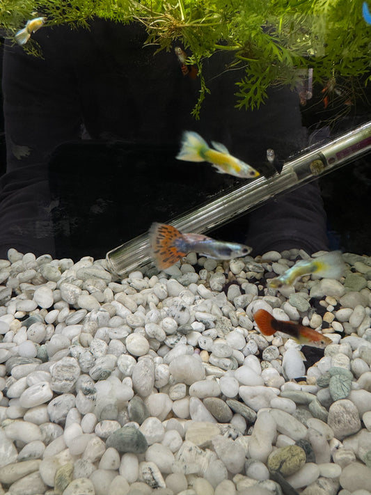Male Fancy Guppy’s