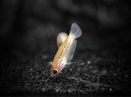 sparkling gourami