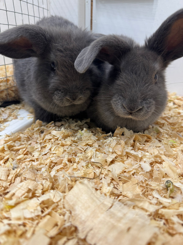 Mini Lop x Rabbits – Paws and Claws Manawatu