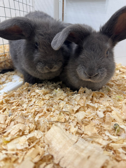 Mini Lop x Rabbits