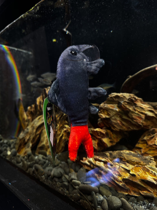 RedTailed Shark Plushy