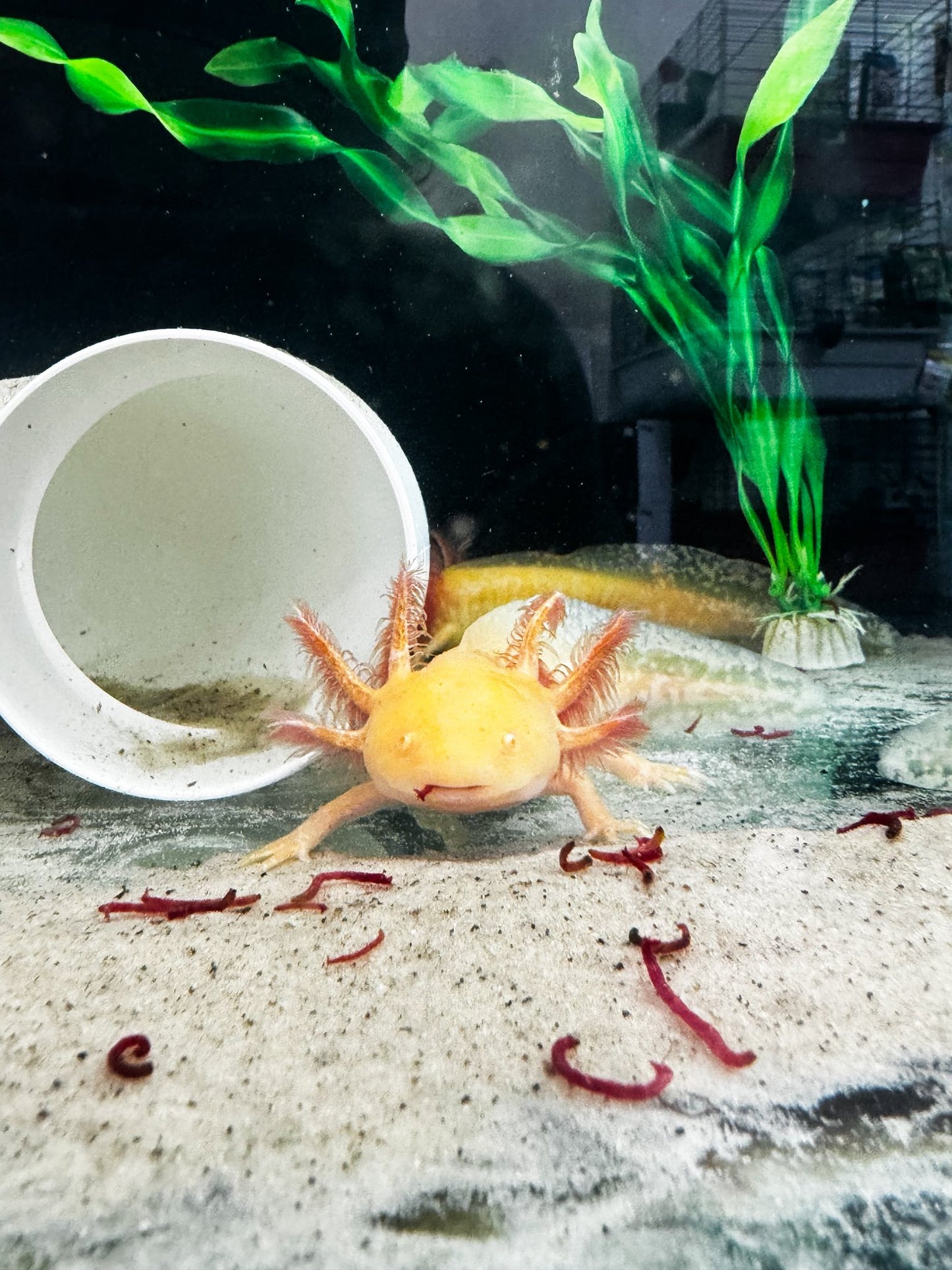 Young adult Axolotls