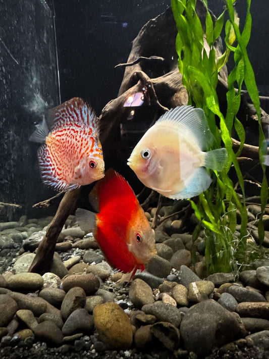 Discus (Medium)