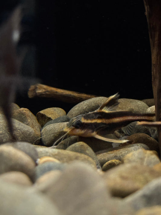 Chocolate Striped catfish