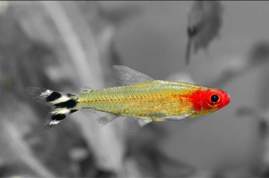 Rummy Nose Tetra