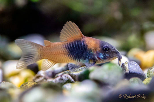 Venezuelan Orange Corydoras