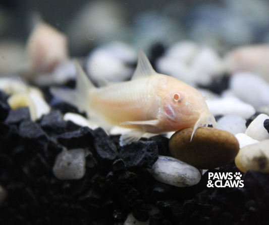 Albino Corydora Catfish (Osteogaster)