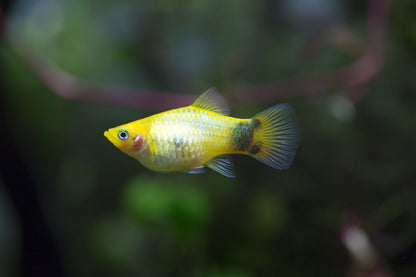 Assorted Platys