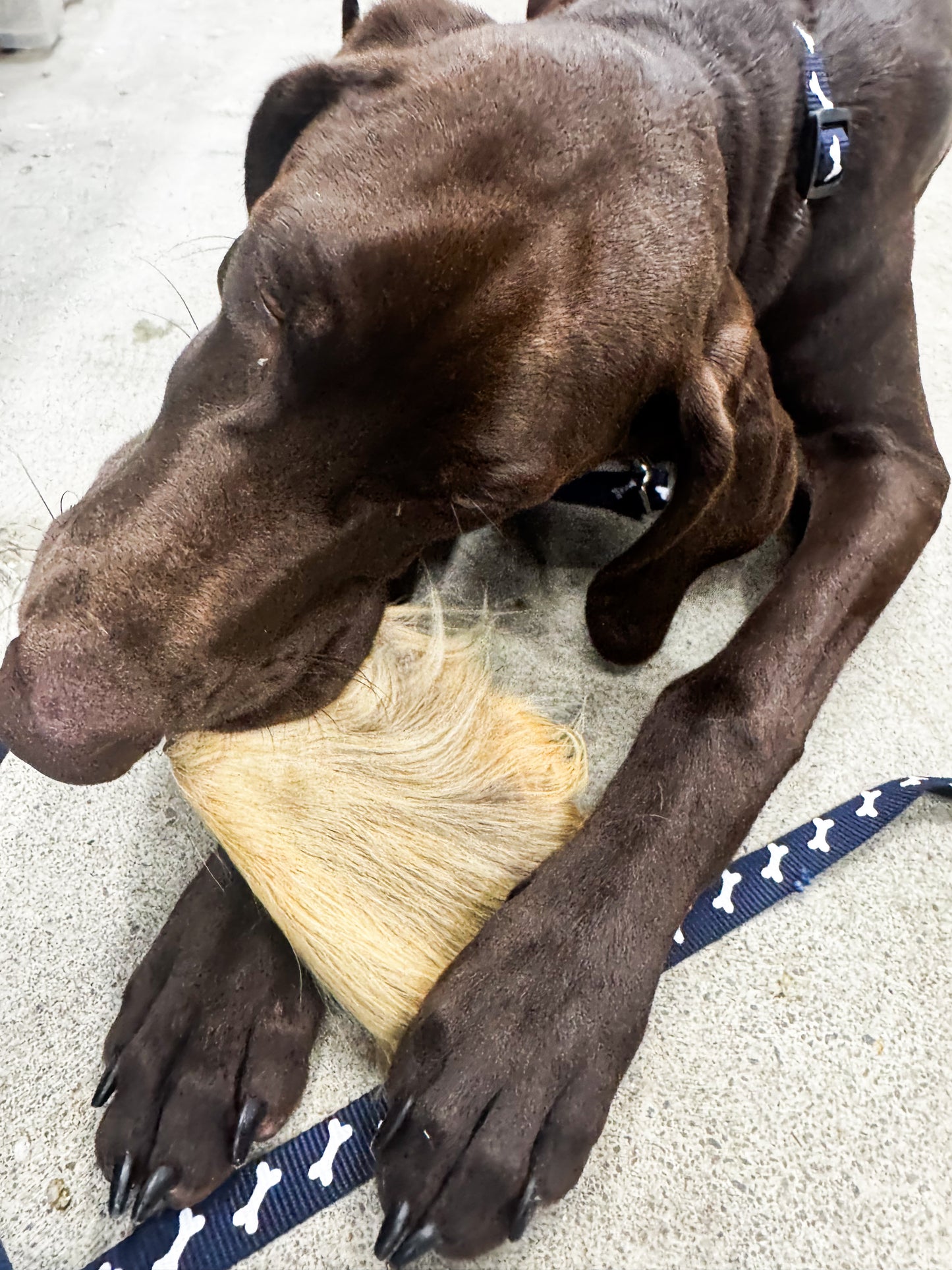 Beef Ears With Fur