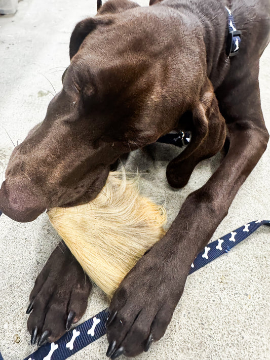 Beef Ears With Fur