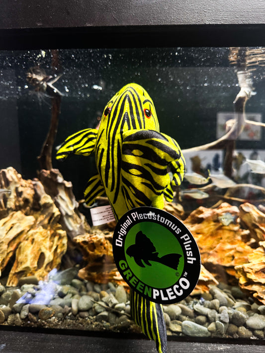 Royal Pleco Plushy