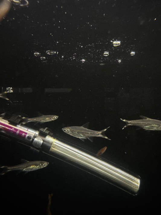 scissorTail Rasbora