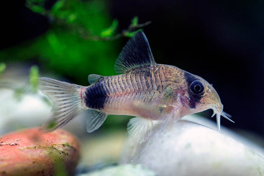Panda Corydoras