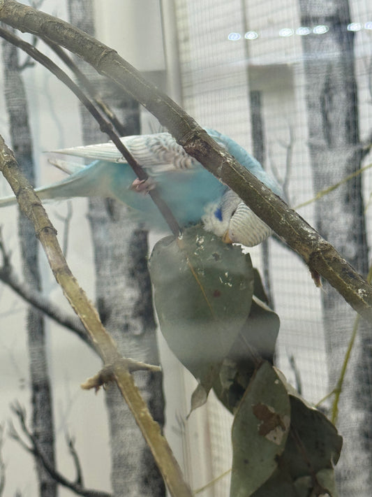 Budgies