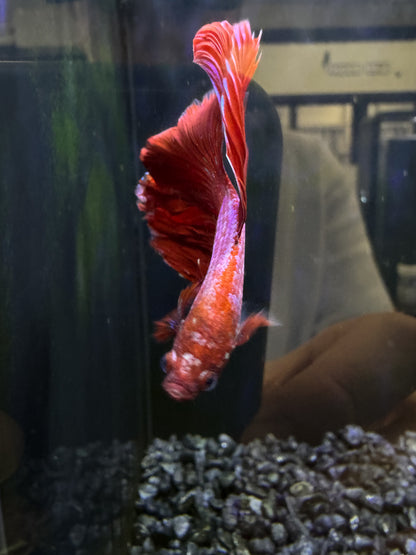 Halfmoon Male Betta (Red,Pink,Purple)