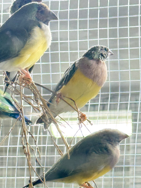 Gouldian Finches