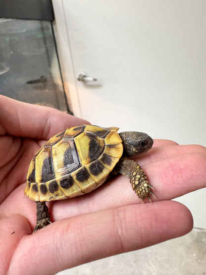Hermann’s Tortoise