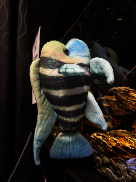 Frontosa Plushy
