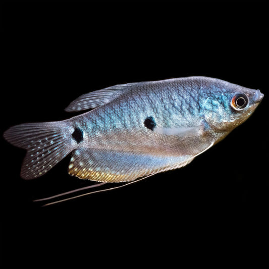 3 spot gourami