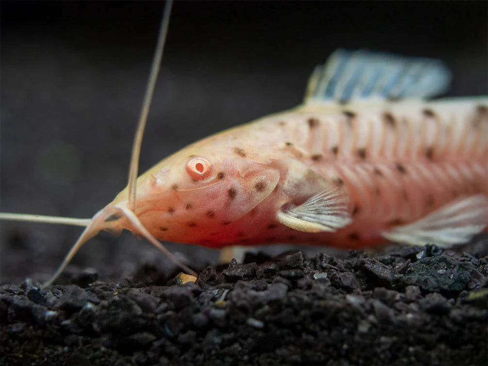 Albino Spotted Hoplo catfish